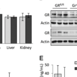 Kidney Preclinical research