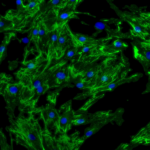 Kidney Preclinical research
