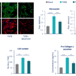 Kidney Preclinical research