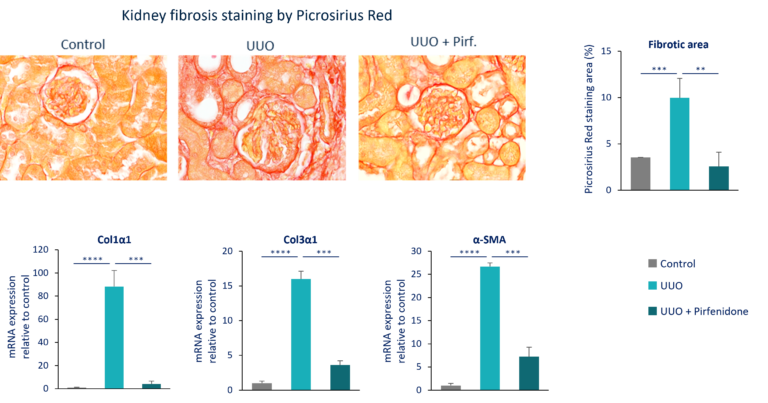 Renal Fibrosis model - UUO Model