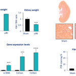 Kidney Preclinical research