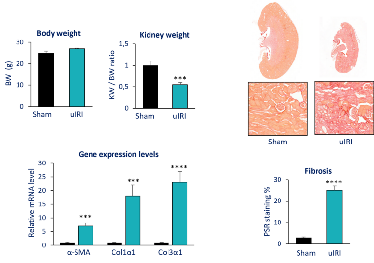 Nephrology cro Kidney Preclinical research