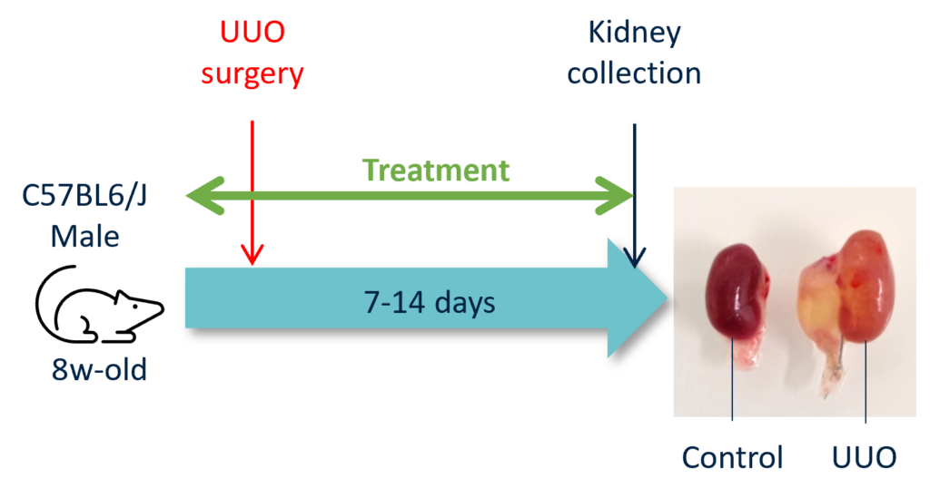 UUO model