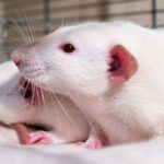 Kidney Preclinical research