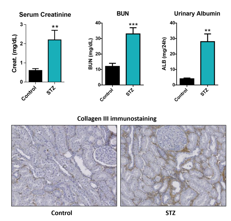 Kidney Preclinical research