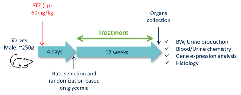 Kidney Preclinical research