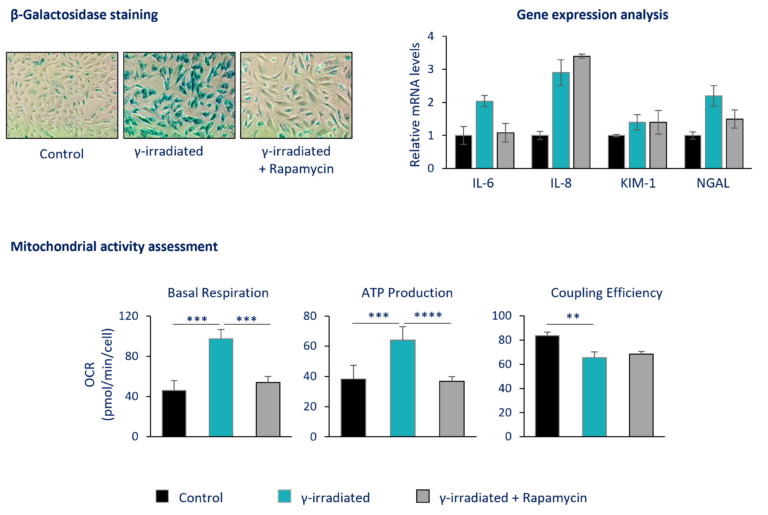 Senescence assay