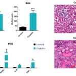Kidney Preclinical research