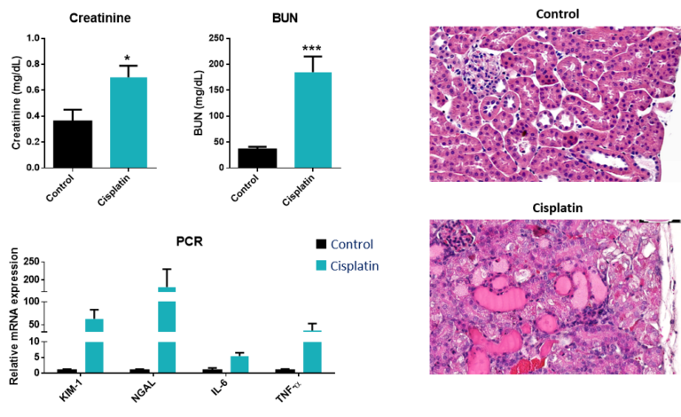 Nephrology cro Kidney Preclinical research