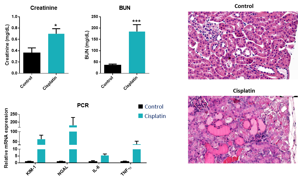 Kidney Preclinical research