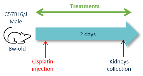 Kidney Preclinical research