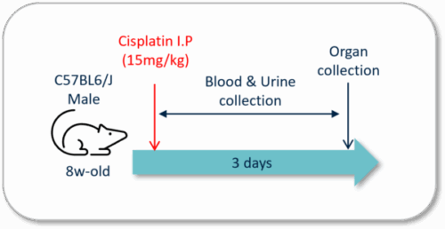 Nephrology cro Kidney Preclinical research