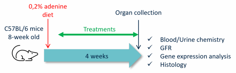 Nephrology cro Adenine diet model design