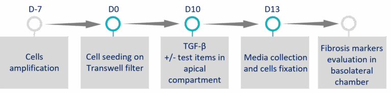 Study design fibrosis assay