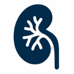 Kidney Preclinical research