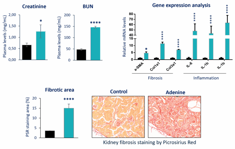 Nephrology cro Kidney Preclinical research