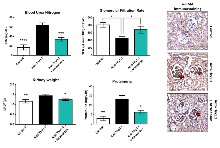 Kidney Preclinical research