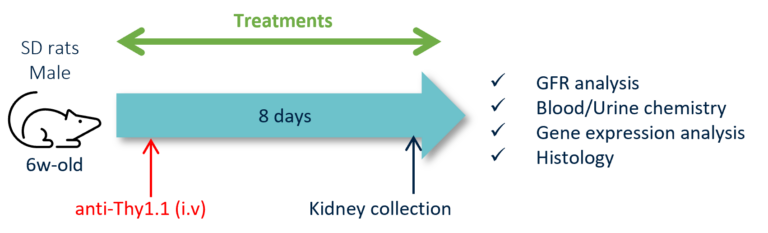 Kidney Preclinical research