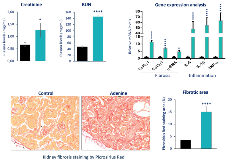 Kidney Preclinical research
