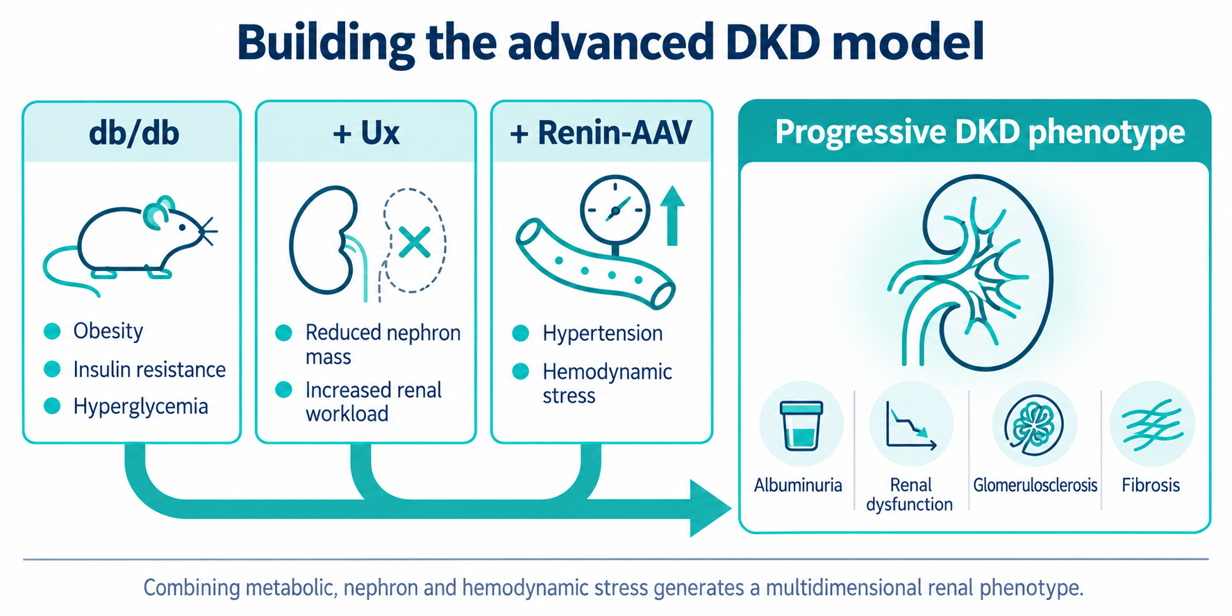 DKD model_NEPHRIX