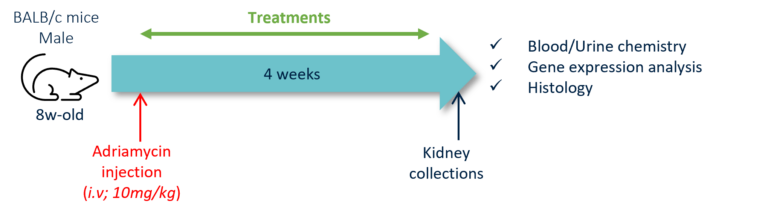 Adriamycin-Induced FSGS Model