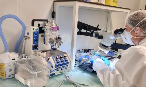 Rodents surgical services